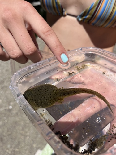 iNaturalist observation photo of American Bullfrog