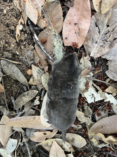 iNaturalist observation photo of Western Moles