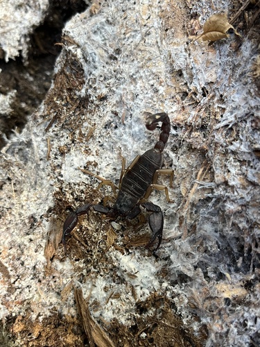 iNaturalist observation photo of Western Forest Scorpion