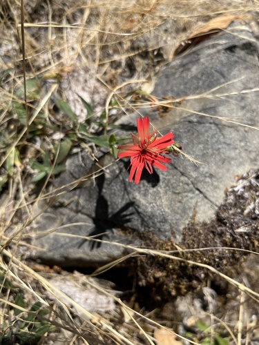 iNaturalist observation photo of cardinal catchfly