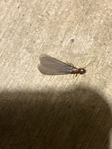 iNaturalist observation photo of Zootermopsis