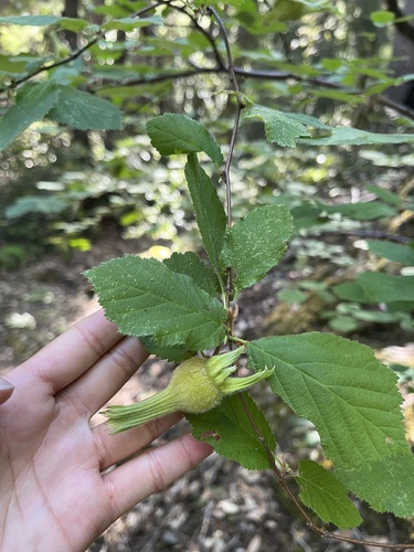 iNaturalist observation photo of beaked hazelnut