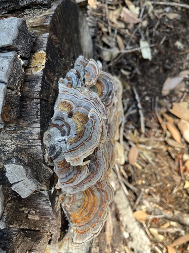 iNaturalist observation photo of turkey-tail