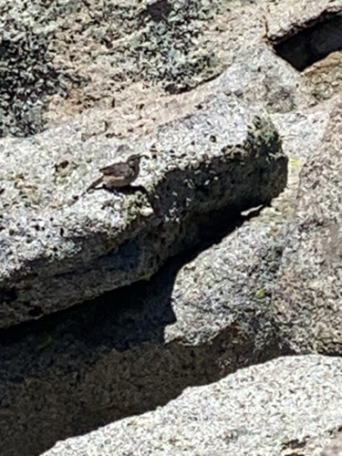 iNaturalist observation photo of Rock Wren