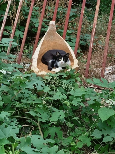 Domestic Cat