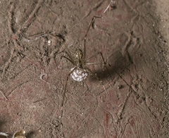 Image of Holocnemus pluchei