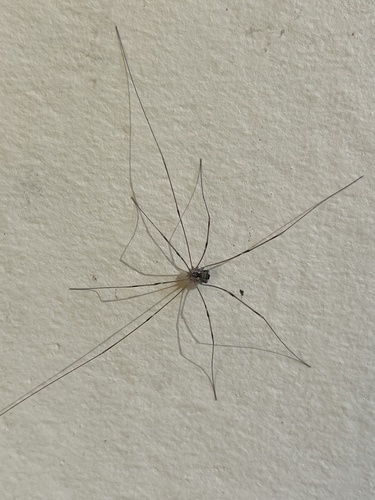 iNaturalist observation photo of Phalangioidea