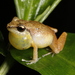 Abbott's Robber Frog - Photo (c) Marcos Rodriguez Bobadilla, all rights reserved, uploaded by Marcos Rodriguez Bobadilla
