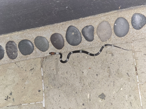 False Cat-eyed Snake (Pseudoleptodeira latifasciata)