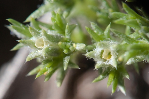 spiny phlox