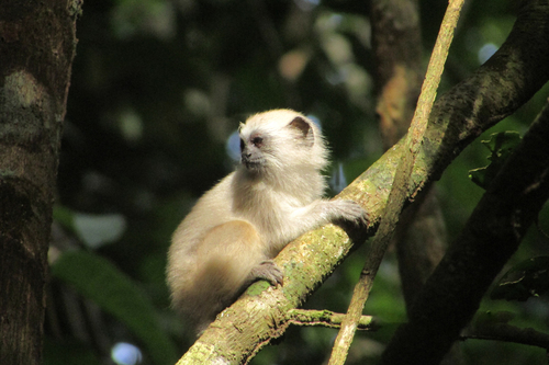 White Saddleback Tamarin
