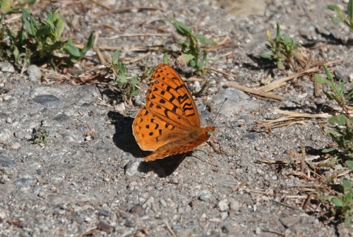 iNaturalist observation photo of Coronis Fritillary