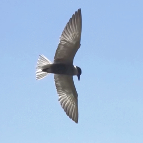Whiskered Tern