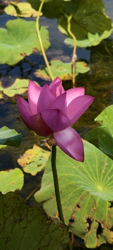 Sacred Lotus