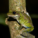 Cannatella's Spiny-backed Frog - Photo (c) Ben, all rights reserved, uploaded by Ben