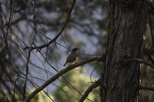 iNaturalist observation photo of American Robin