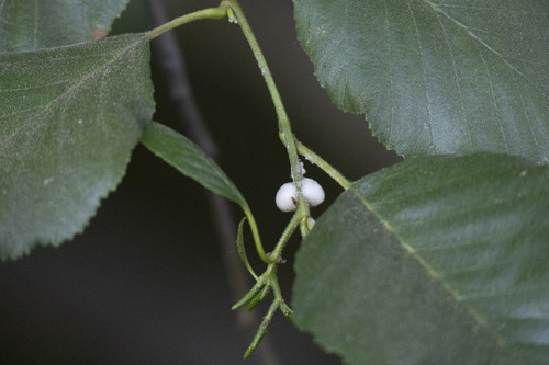 iNaturalist observation photo of Spittlebugs, Cicadas, Leafhoppers and Treehoppers