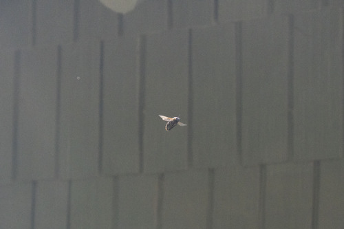 iNaturalist observation photo of Horse-fly Carpenter Bee