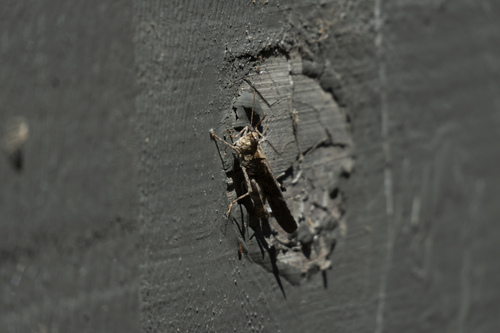 iNaturalist observation photo of Crackling Forest Grasshopper