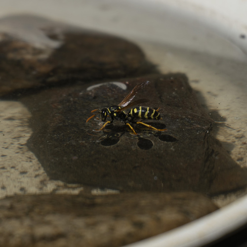 iNaturalist observation photo of European Paper Wasp