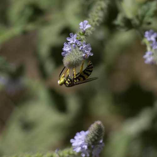 iNaturalist observation photo of Western Yellowjacket