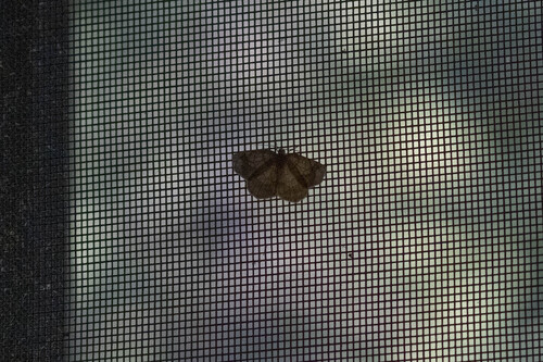iNaturalist observation photo of Bordered Fawn Moth