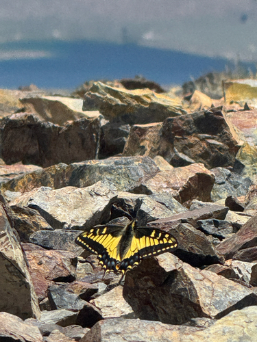 iNaturalist observation photo of Anise Swallowtail