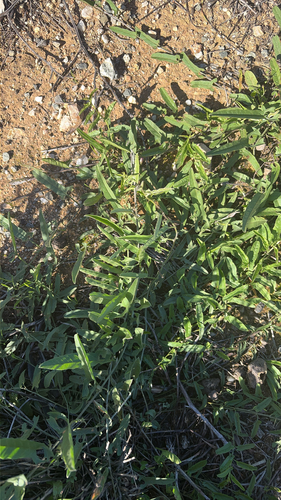 Australian bindweed