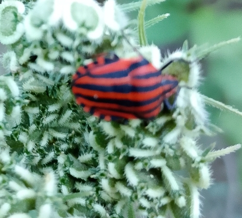 Continental Striped Shield Bug