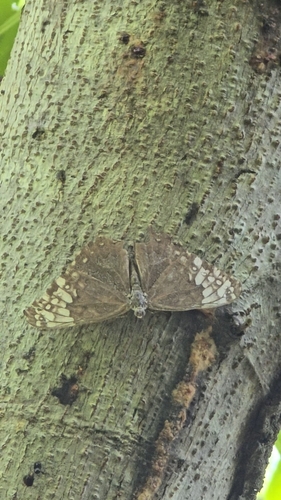 Glaucous Cracker (Hamadryas glauconome)