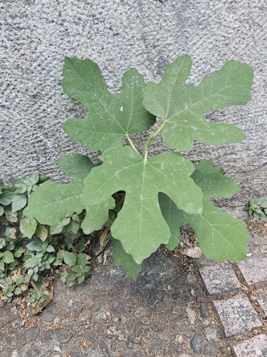 common fig