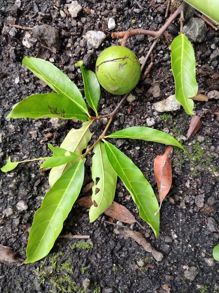 Ridsdalea schoemannii (Ridsdalea schoemannii)