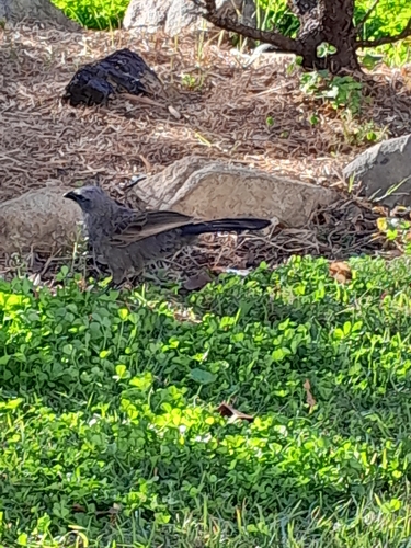 Apostlebird