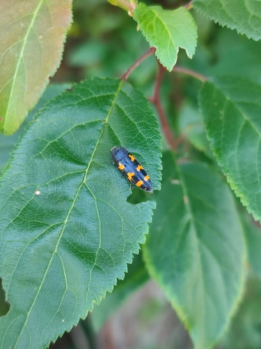 Ptosima undecimmaculata