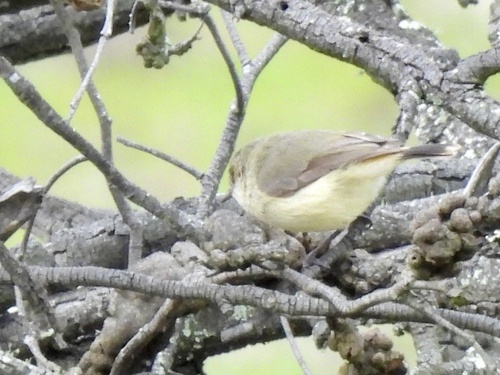 Buff-rumped Thornbill