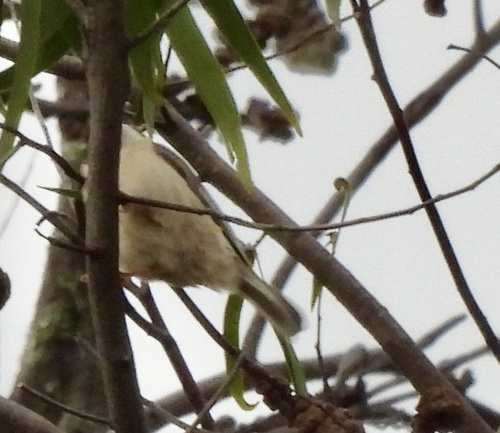 Brown-headed Honeyeater