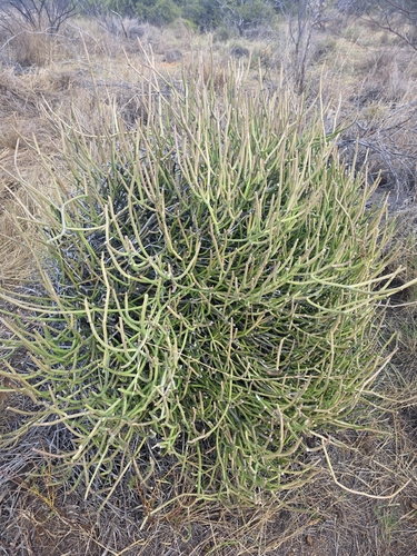 Caustic Vine