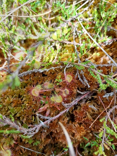 round-leaved sundew