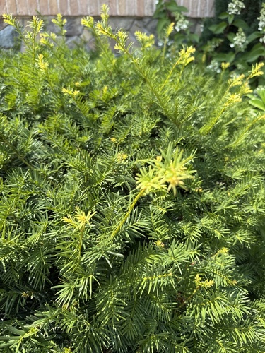 common yew