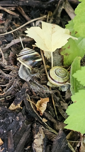 Brown-lipped Snail
