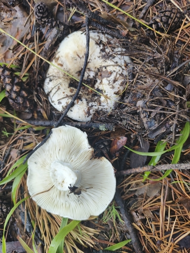 milk-white brittlegill