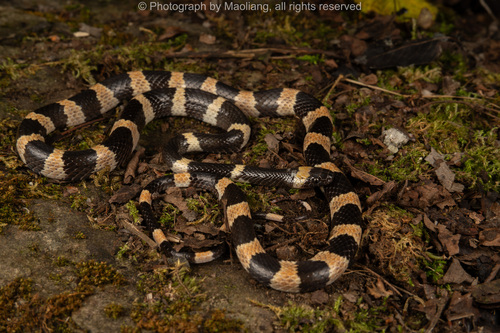 Sichuan Wolf Snake