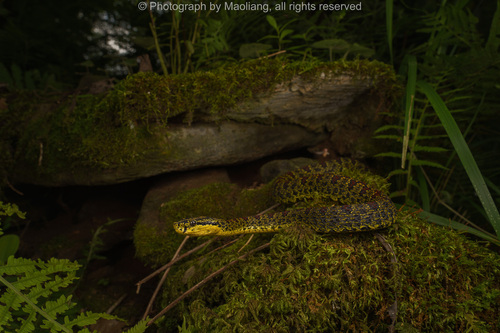 Jerdon's Pitviper