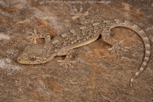 Shanxi Gecko