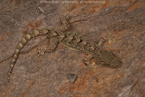 Wenxian Gecko