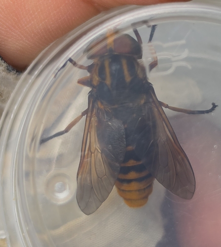 Tabanus chrysurus