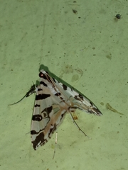 Image of Conchylodes salamisalis