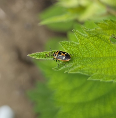 Eurydema gebleri