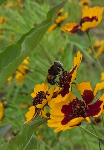 Phytomia zonata
