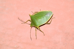 Loxa viridis image